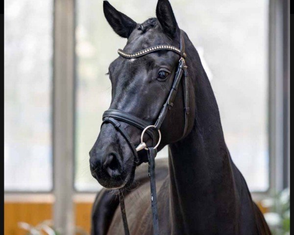dressage horse Lollipop (Hanoverian, 2020, from Libertad)