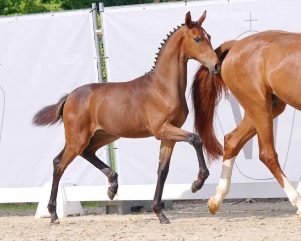 dressage horse Escada K (Westphalian, 2023, from Extra Gold)