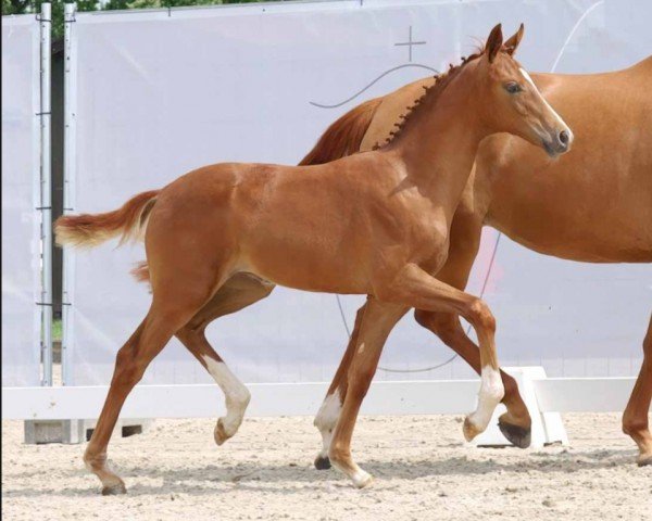 dressage horse Stute von Fanegro / Escolar (Westphalian, 2023, from Fanegro)