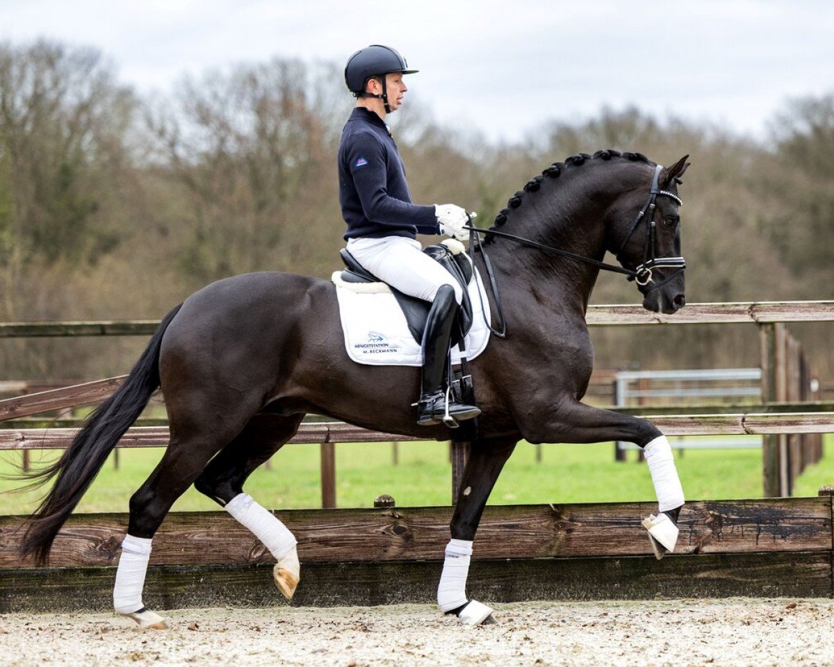 stallion Fanegro (Oldenburg, 2019, from Farrell)