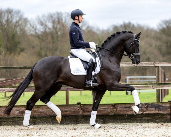 stallion Fanegro (Oldenburg, 2019, from Blue Hors Farrell)