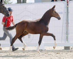 dressage horse Emotion (Westphalian, 2023, from Escaneno)