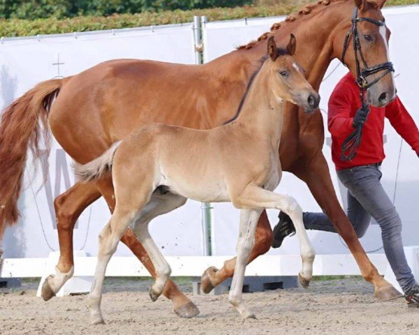 dressage horse Fanelli (Westphalian, 2023, from For Dance)