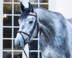 jumper Comet 266 (German Sport Horse, 2018, from Conturio)