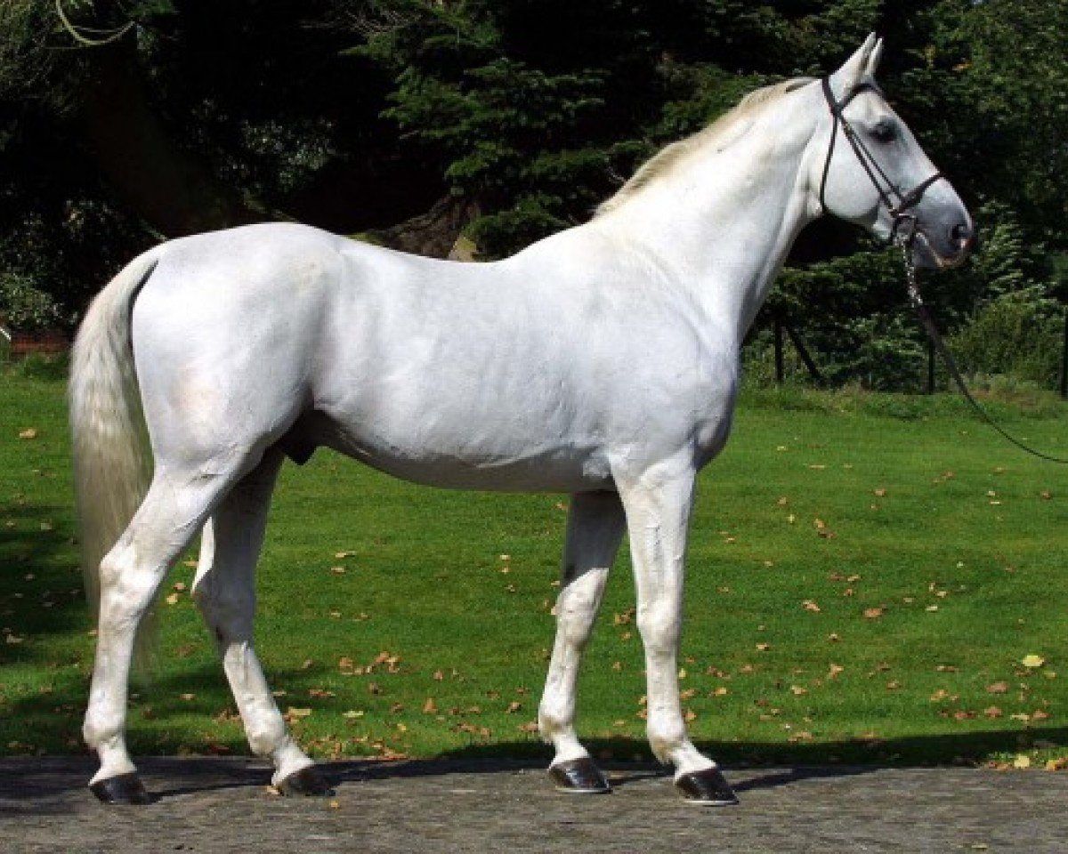 Deckhengst Adelfos (Brasilianisches Reitpferd, 1983, von Athlet Z)