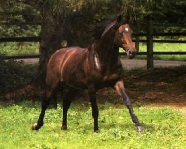 stallion Dark Stone xx (Thoroughbred, 1979, from Luthier xx)