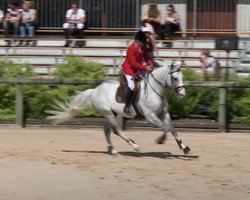 stallion Quinoa Bleu (Selle Français, 2004, from Adelfos)