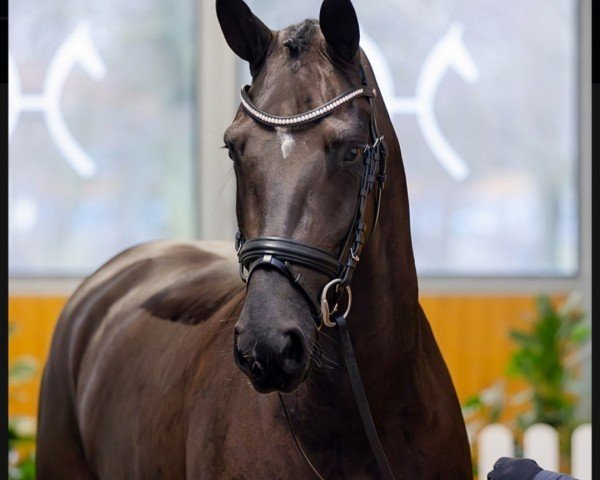 dressage horse Donatella (Hanoverian, 2020, from Don Martillo)