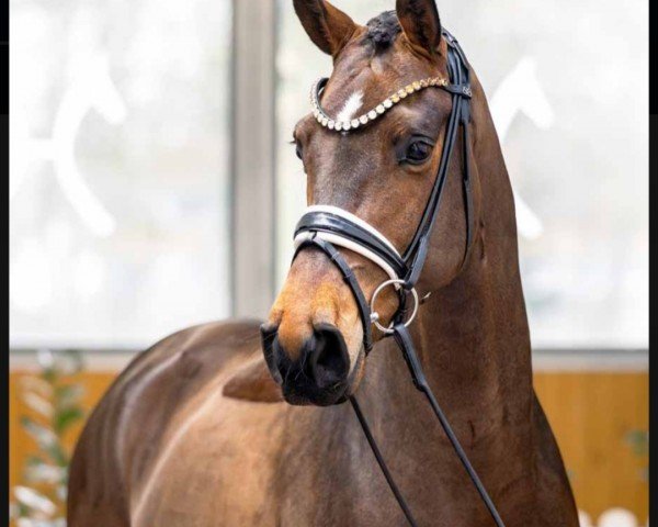 dressage horse Flo Rida (Hanoverian, 2020, from Fuechtels Floriscount OLD)