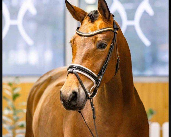 dressage horse Frizzantini (Hanoverian, 2019, from Fantastic)