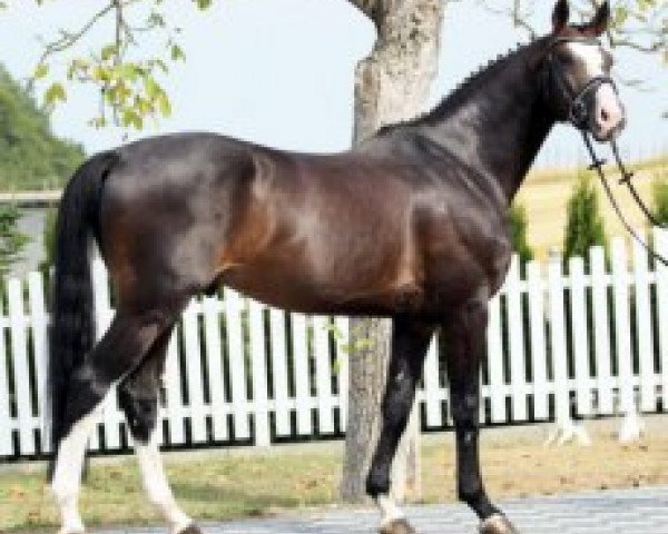 stallion Baccaccio (Hanoverian, 2006, from Balou du Rouet)