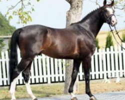 stallion Baccaccio (Hanoverian, 2006, from Balou du Rouet)