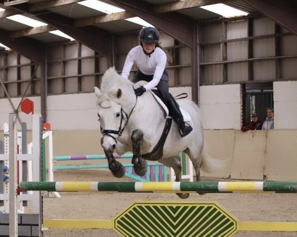 jumper Max Prince (Connemara Pony, 2013, from Shannon Prince)