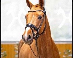 dressage horse Fiesta (Rhinelander, 2019, from Feinrich)