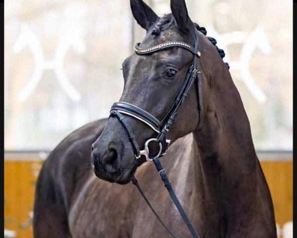 dressage horse Maracan (Hanoverian, 2020, from Morricone)