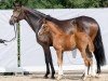 broodmare Forever Magic (Westphalian, 2017, from Fürst Magic)