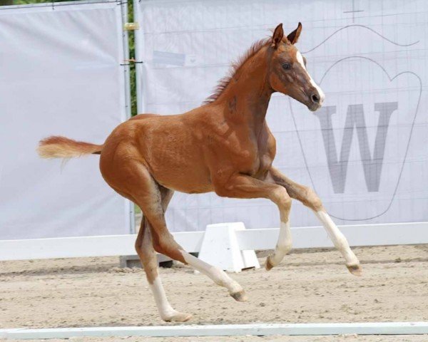 dressage horse Bailey (Westphalian, 2023, from Bonds)