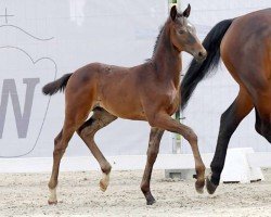 dressage horse Top Gun (Westphalian, 2023, from Total Diamond PS)