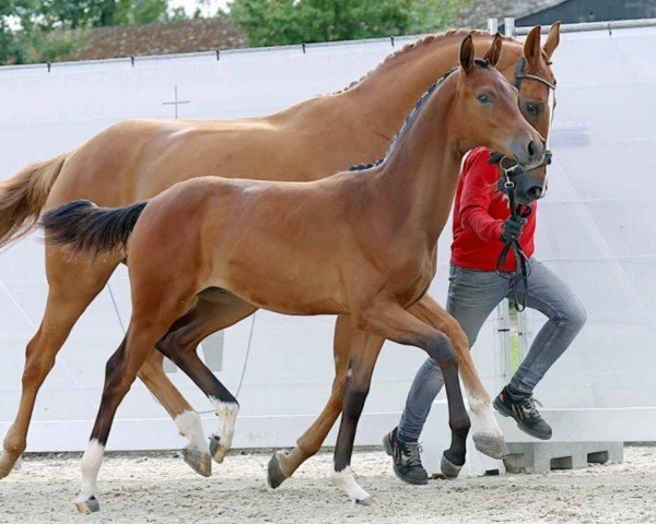 dressage horse Extra Time (Westphalian, 2023, from Extra Gold)