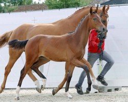 dressage horse Extra Time (Westphalian, 2023, from Extra Gold)