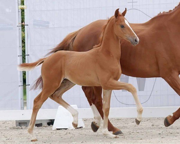 dressage horse Fabulous (Westphalian, 2023, from Fanegro)