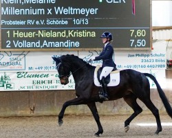 dressage horse Maranello Hrh (Hanoverian, 2017, from E.H. Millennium)