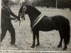 Deckhengst Langfield Canth (Dartmoor-Pony, 1983, von Shilstone Rocks Fastnet Fury)