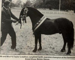 Deckhengst Langfield Canth (Dartmoor-Pony, 1983, von Shilstone Rocks Fastnet Fury)