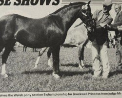 Zuchtstute Brockwell Princess (Welsh Pony (Sek.B), 1982, von Keston Royal Occasion)