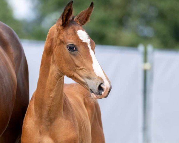 dressage horse Finest Delight B (Westphalian, 2023, from Fuechtels Floriscount OLD)