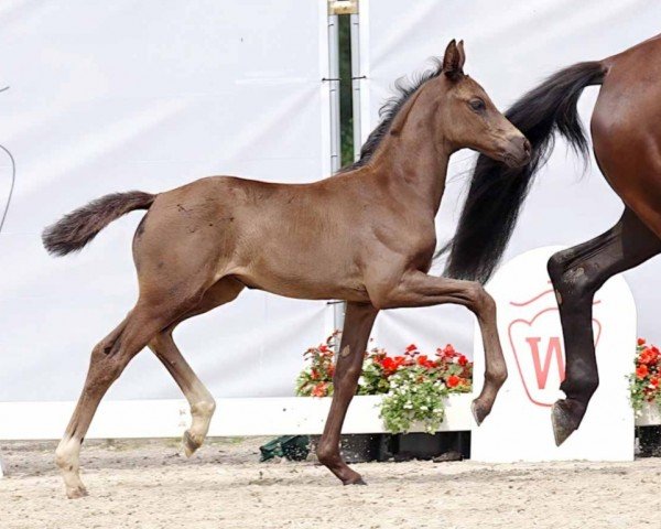 dressage horse Eminenz (Westphalian, 2023, from Escamillo)