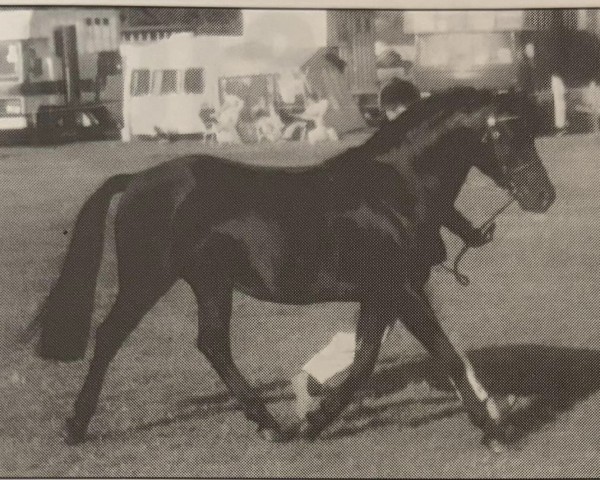 horse Erimus Black Knight (Welsh-Pony (Section B), 1987, from Carolinas Moccasin)