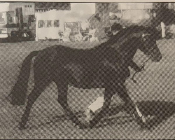 Pferd Erimus Black Knight (Welsh Pony (Sek.B), 1987, von Carolinas Moccasin)