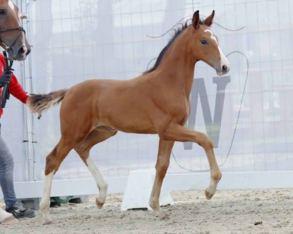 dressage horse Eastside (Westphalian, 2023, from Escaneno)