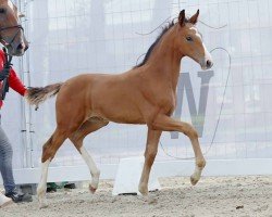 dressage horse Eastside (Westphalian, 2023, from Escaneno)