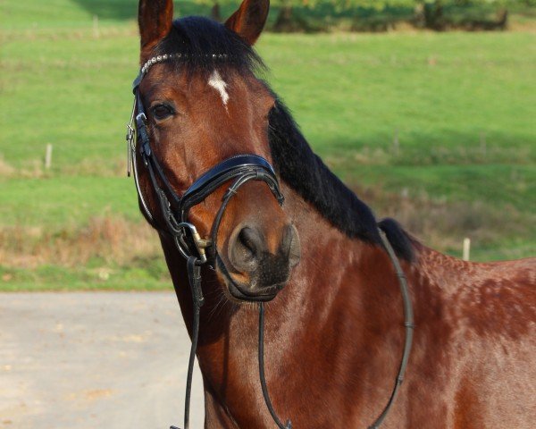 Dressurpferd Cantano R Vom Alten Grenzhof (Deutsches Reitpony, 2015, von Reifenstein vom Alten Grenzhof)