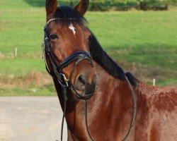 dressage horse Cantano R Vom Alten Grenzhof (German Riding Pony, 2015, from Reifenstein vom Alten Grenzhof)