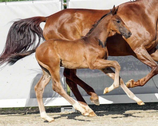 dressage horse Hengst von Secret Game / Belissimo M (Westphalian, 2022, from Secret Game)