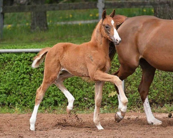 Dressurpferd Best Boy (Deutsches Sportpferd, 2022, von Belantis II)