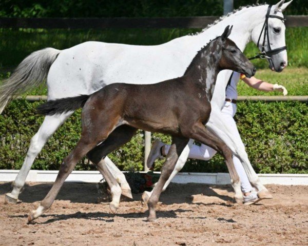 dressage horse Bernarda (German Sport Horse, 2022, from Belantis II)
