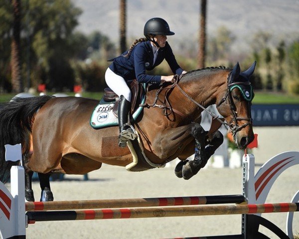 Springpferd Evolinus (KWPN (Niederländisches Warmblut), 2009, von Nabab de Rêve)