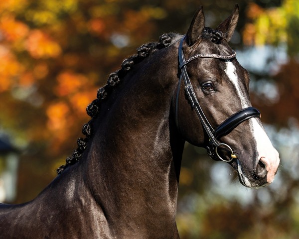 stallion Extreme U.S. (Oldenburg, 2019, from Escamillo)