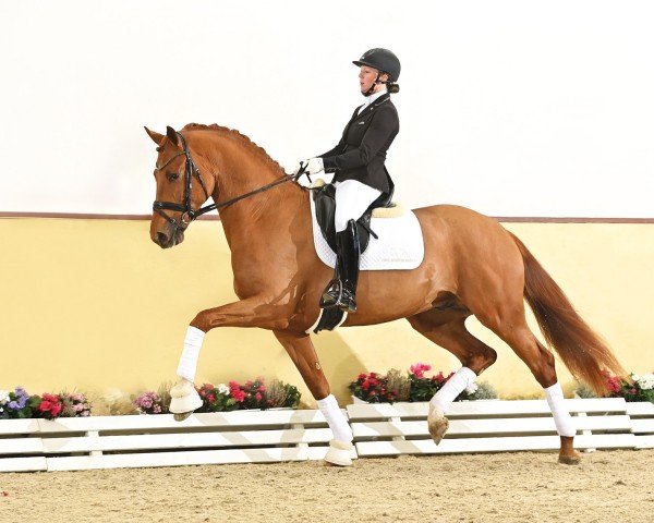 dressage horse Seacrest (Hanoverian, 2021, from Secret)
