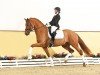 dressage horse Seacrest (Hanoverian, 2021, from Secret)