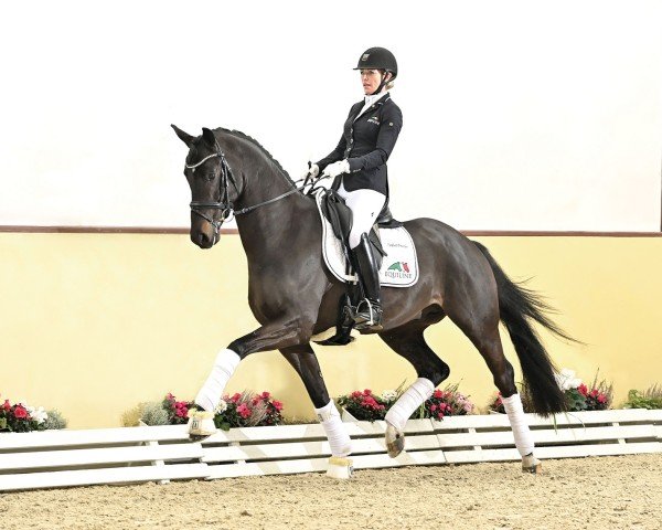 stallion Tie Break (KWPN (Royal Dutch Sporthorse), 2020, from Glock's Toto Jr.)