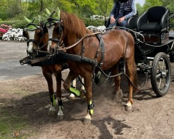 horse Pik Bube- WE (Welsh-Pony (Section B), 2001, from Priestwood Punchinello)