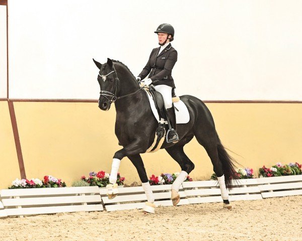 dressage horse True Hope PS (Oldenburg, 2021, from Total Hope OLD)