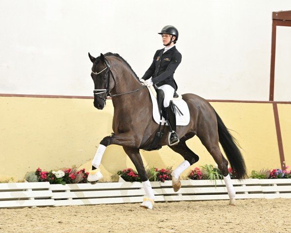 stallion Zarenball (Oldenburg, 2020, from Zenon)