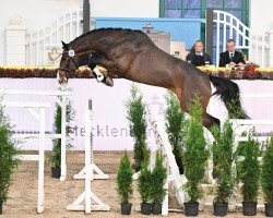 stallion Casco Blue PS (Oldenburg show jumper, 2020, from Casallco)