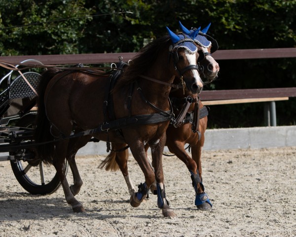 Pferd Lucy 705 (Deutsches Reitpony, 2009, von Timesquare)